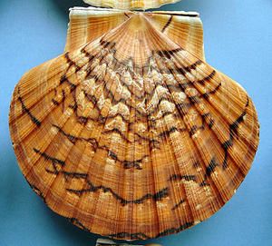 Le monde des Coquillages et la magie Lunaire. Coquille-St-Jacques--St-Brieuc--12-